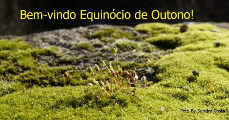 BALANÇA – O MEDIADOR