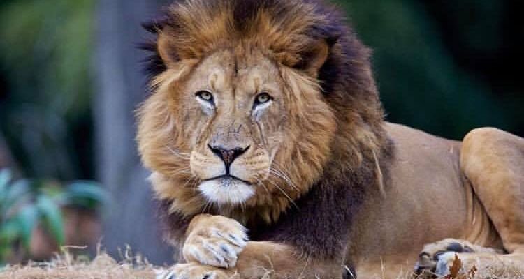 Leão – O Criador!